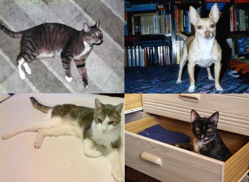 National Pet Month